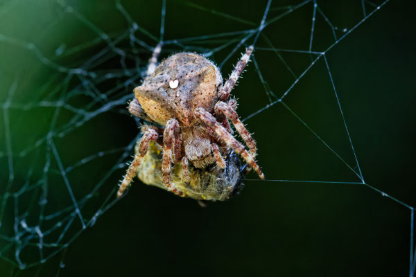 Araneus angulatus / Epeire anguleuse