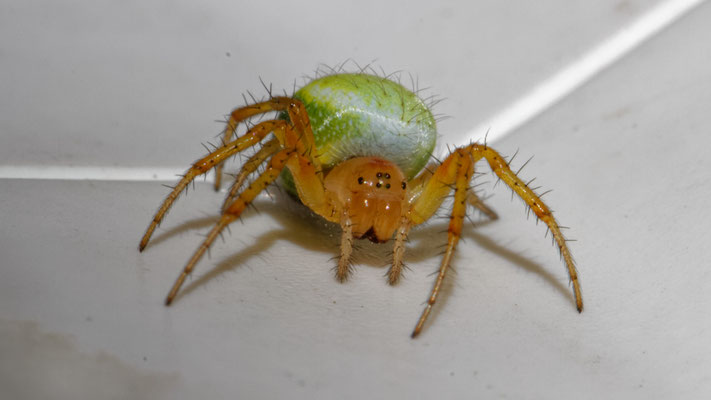 Araniella cucurbitina