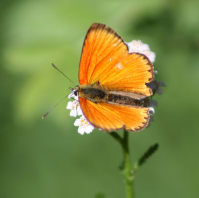Cuivré de la verge d'or M