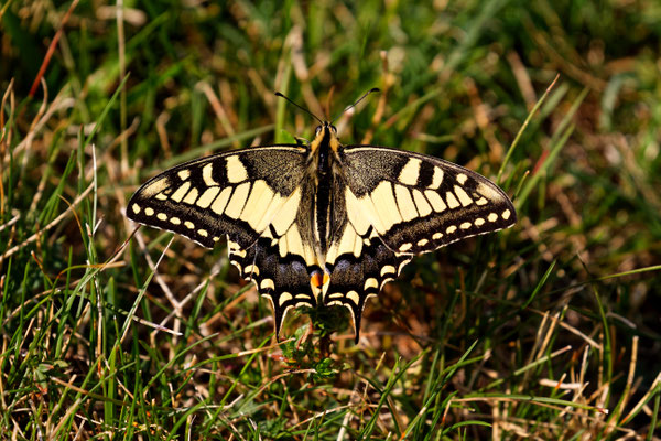 Machaon