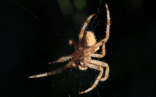Araneus pallidus / Epeire pâle