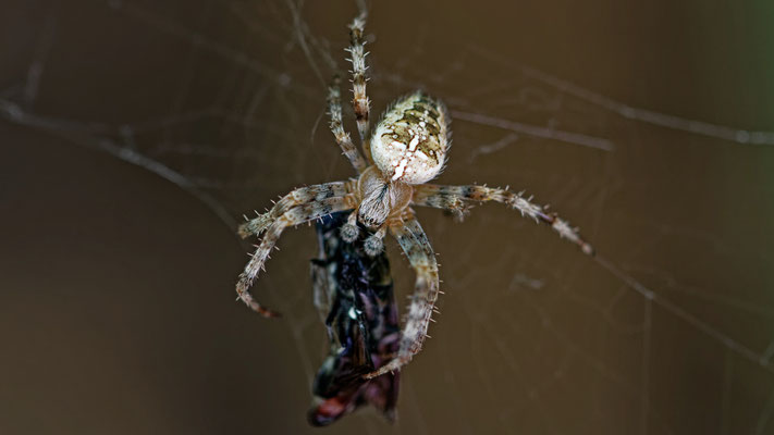 Araneous diadematus / Epeire diadème