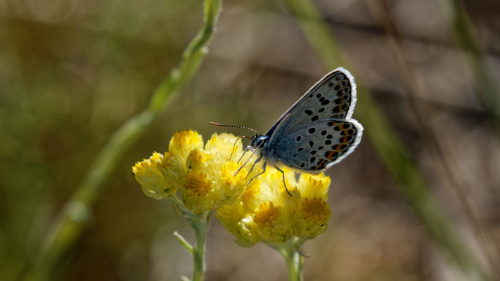 Azuré des coronilles