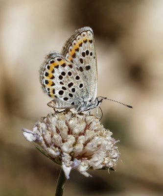 Plebejus sp - juin - Marseille (13)