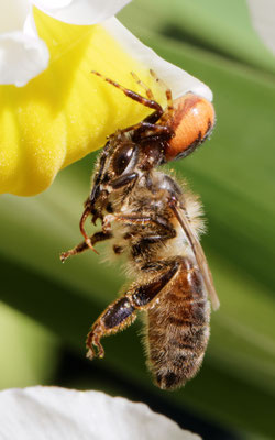 Synaema globosum - Marseille 13 (Bouches du Rhône)