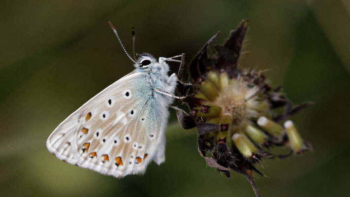 Argus bleu nacré M - Aout - Hautes Alpes (05)
