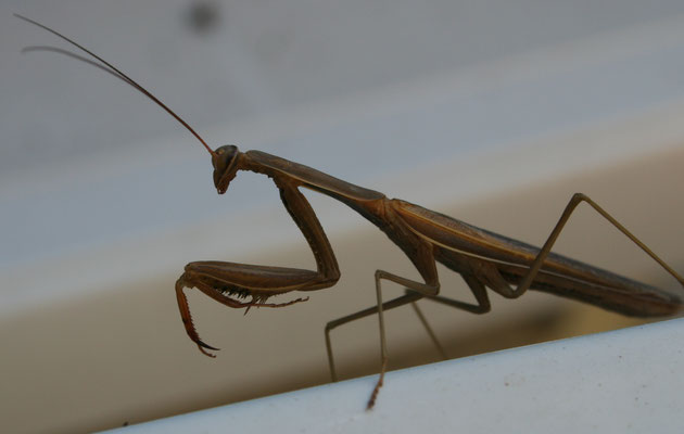 Mantis religiosa (forme brune) - Camargue (13)