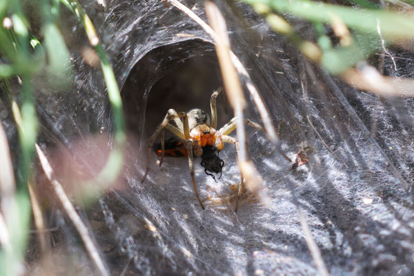 Agelena labyrinthica / Agélène labyrinthe