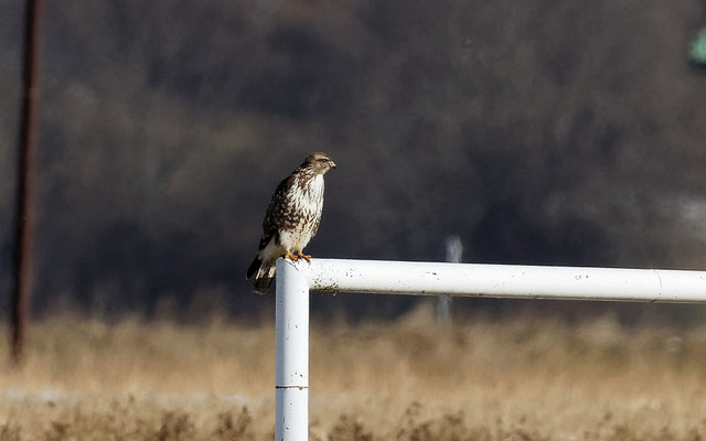 Buse variable