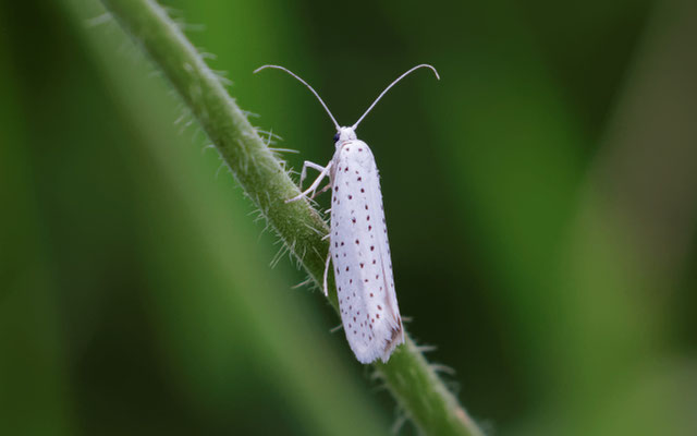 papillon sp