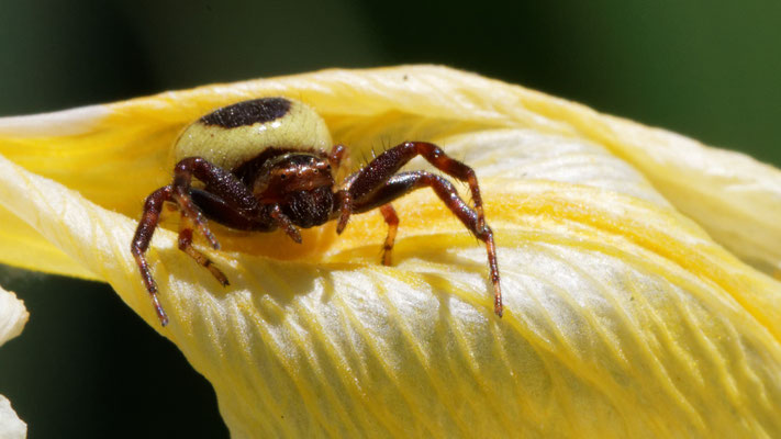Synaema globosum - Marseille 13 (Bouches du Rhône)
