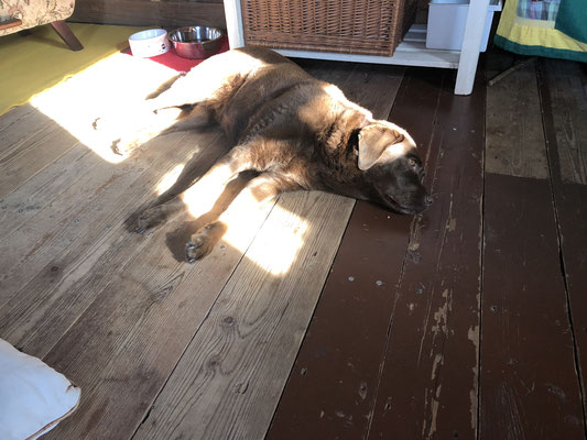 Coco genießt ihr Sonnenbad.