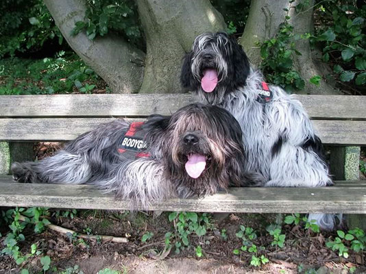 rechts Bella, links Weggefährte Asco