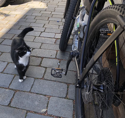 Katze in Furth im Wald