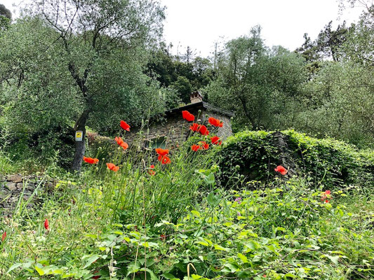 in der Nähe von La Spezia, Ligurien