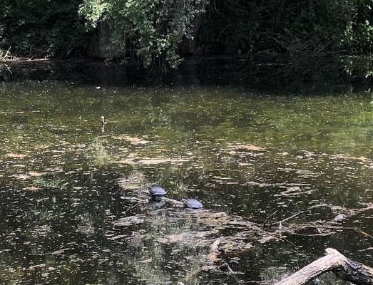 Schildkröten sonnen sich in einem Altwasserarm