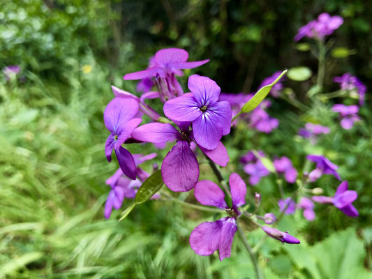 Blütenpracht im Frühling