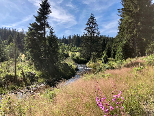 Bachlauf im Nationalpark