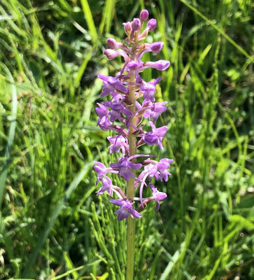 Blütenpracht im Hochmoor
