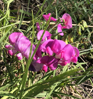 Orchideen