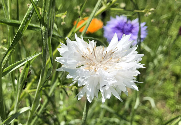 Blüten am Wegesrand