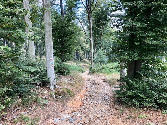 durch Buchenwälder nahe Finale Ligure