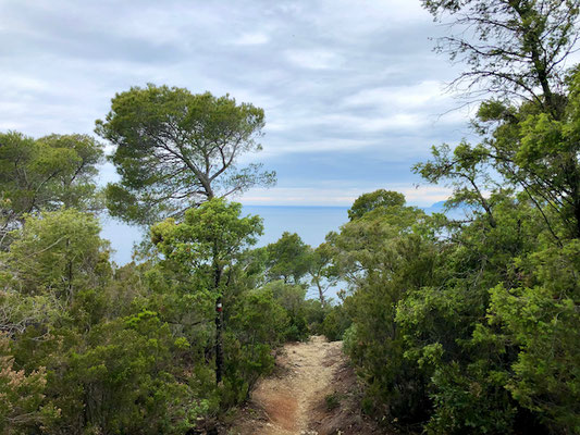 der Wanderweg führt unter Pinien entlang