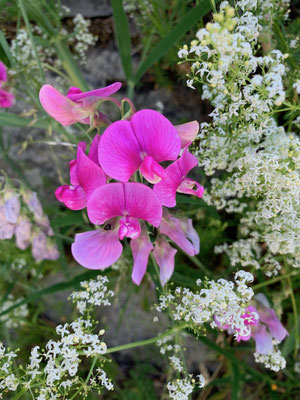 Orchideen im Apennin