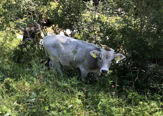 neugierige Kühe
