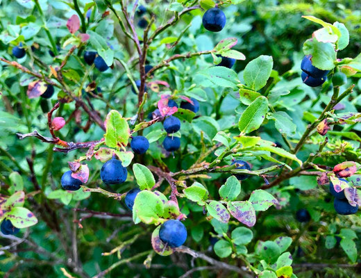 reife Heidelbeeren