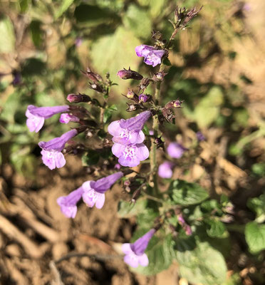 Blumen am Wegesrand