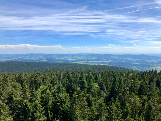 Ausblick über den Wald