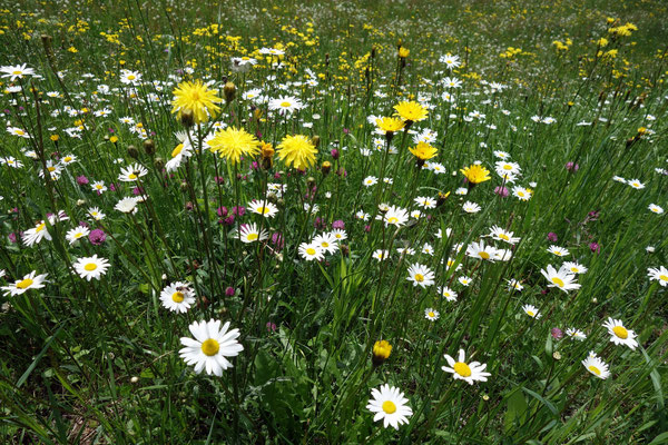 Blumenwiese