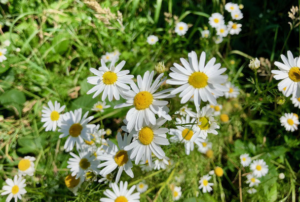 Margueriten