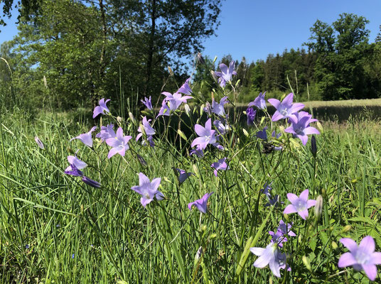 Bayerischer Wald