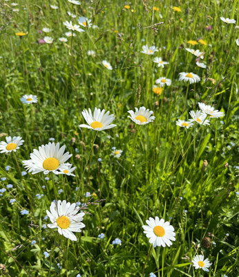 Blumenwiesen