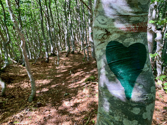 Schattiger Wanderweg durch den Buchenwald