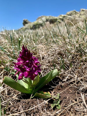 Orchidee neben dem Weg