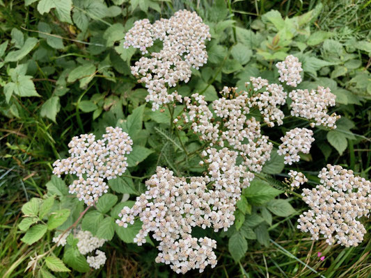 Blumen an der Strecke