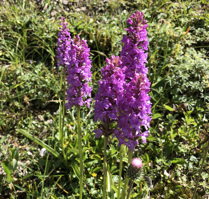 Blütenpracht am Wegesrand