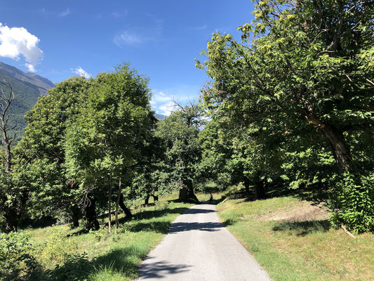 schöne Nebenstraße nach Cuneo