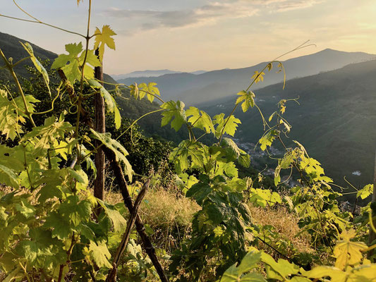 Abendsonne im Weinberg