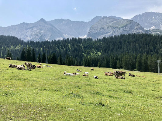 Almwiesen vor der Mieminger Kette