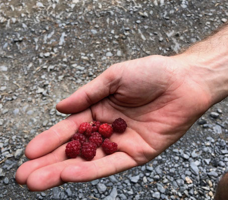 Himbeeren am Wegesrand