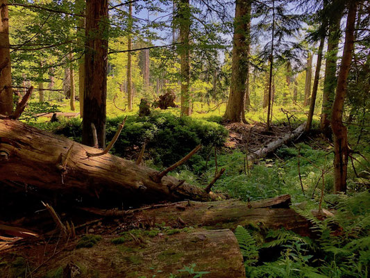 Urwald im Gebiet des Lusen, Nationalpark Bayerischer Wald