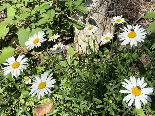 Margueriten