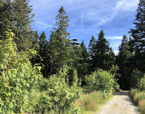 Der Aussichtsturm am Haidel überragt die Baumwipfel