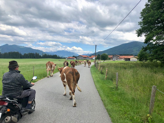 tierischer Verkehr auf dem Ammer-Amper Radweg