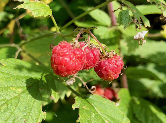 Himbeeren