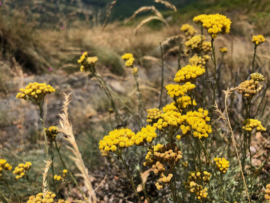 Blumen am Wegrand